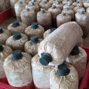 Trang Chủ Phôi nấm bào ngư (1.200g/Bịch)