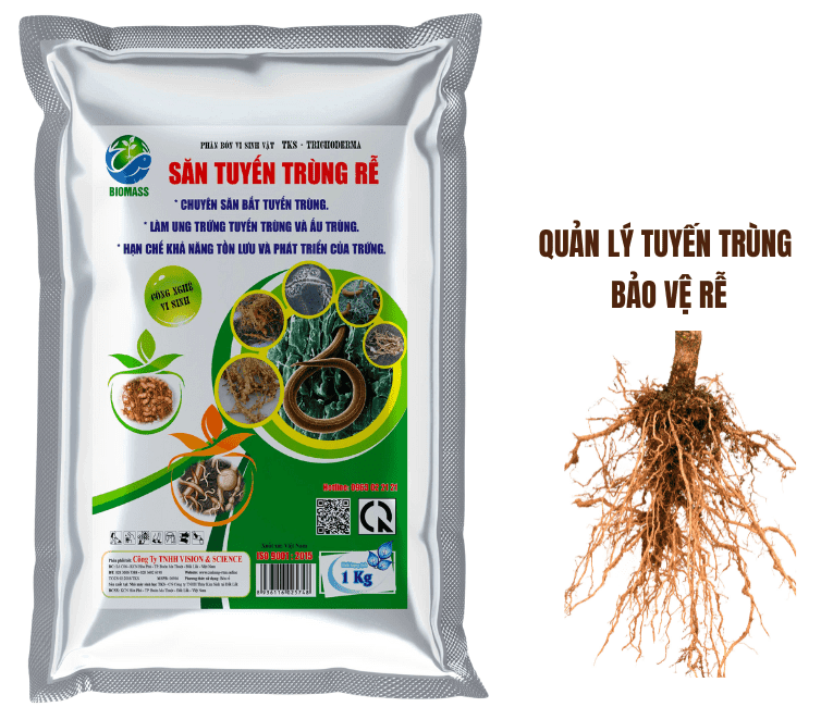 Thuốc đặc trị tuyến trùng : NẤM SĂN TUYẾN TRÙNG RỄ (Gói 1kg)