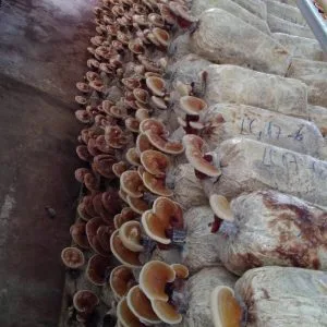 Trang Chủ Phôi nấm linh chi (1.200g/bịch)