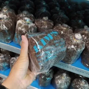 Trang Chủ MEO NẤM RƠM GIỐNG VTQ & M1 (500gr)