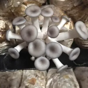 Trang Chủ Phôi nấm sò thái - nấm bảo ngọc (1.200g/Bịch)