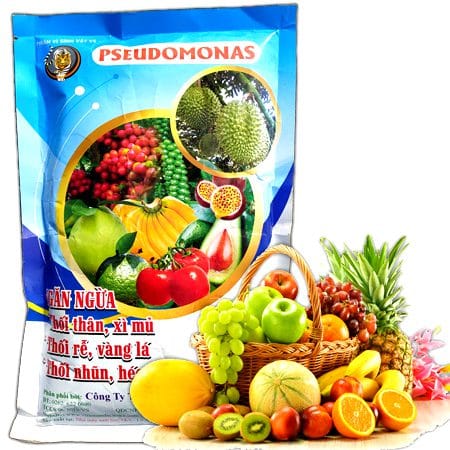 Chế phẩm sinh học Pseudomonas: Bảo vệ bộ rễ