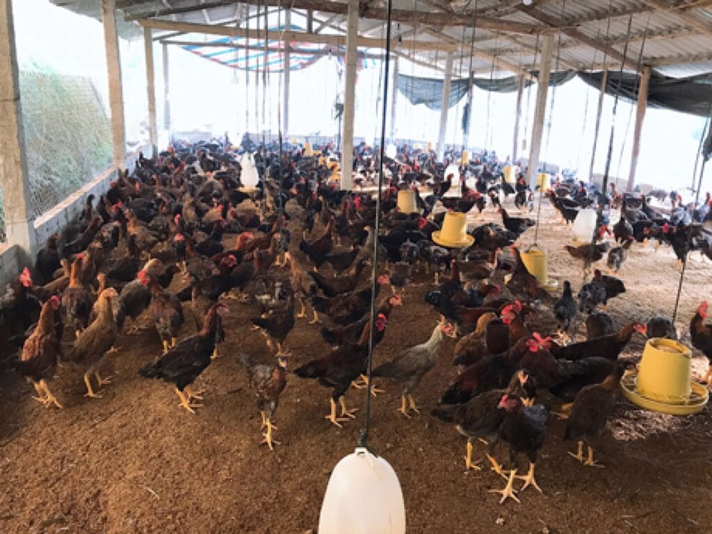 Trị bệnh đầu đen trên gia cầm, gia súc: Axit Hữu Cơ Chanh Trị bệnh đầu đen trên gia cầm, gia súc: Axit Hữu Cơ Chanh