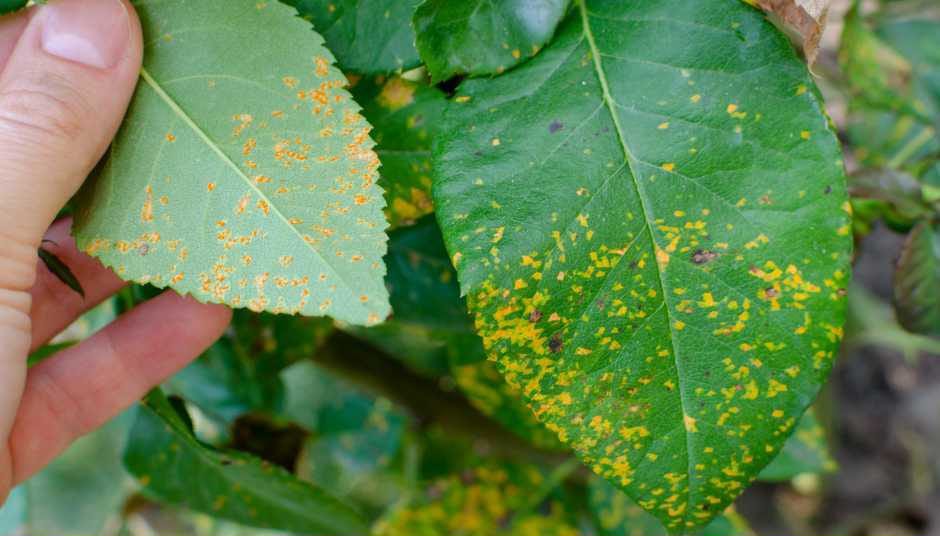 soan cong nghe 10 bai 18 ngan nhat thuc hanh pha che dung dich booc do phong tru nam hai