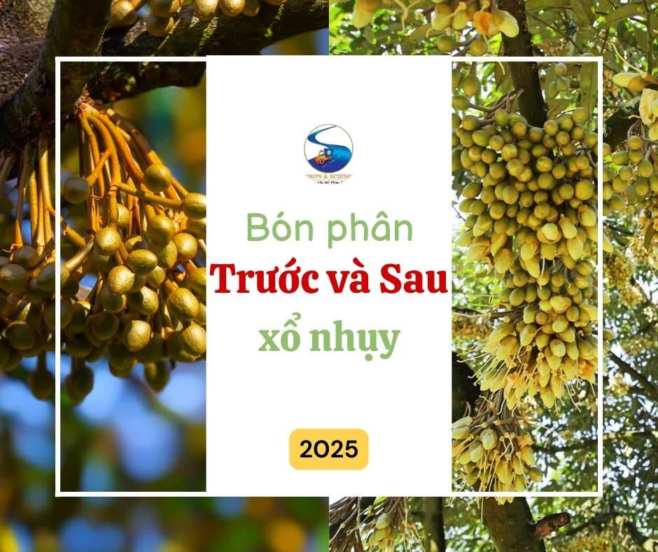 [2025] Bón phân trước và sau xổ nhụy Sầu Riêng: Khắc phục tình trạng rụng hoa, trái non